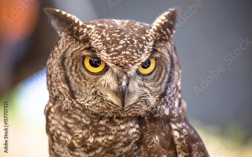 African owl portrait