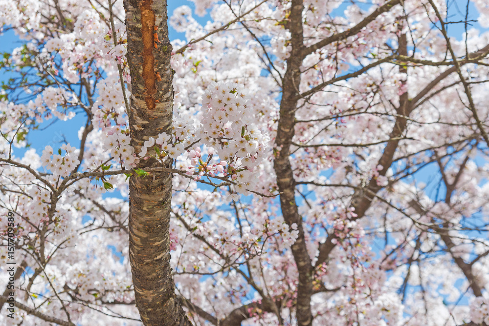 Fototapeta premium sakura, white blossom in Japan