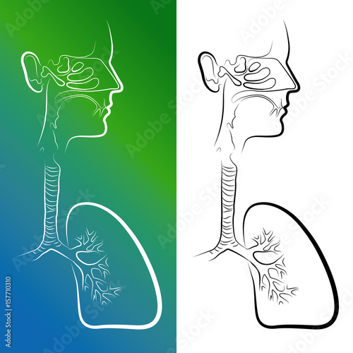 Sketch of Respiratory System Organs. Vector Illustration