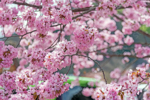 Pink blossom in Japan