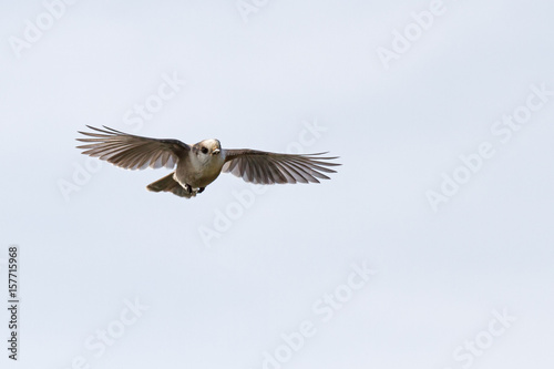 Gray Jay (Perisoreus canadensis) isolated on a blue background in flight in Algonquin Provincial Park, Canada © Jim Cumming