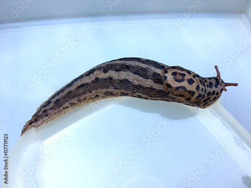 Großer ausgewachsener Tigerschnegel (Limax maximus) photo