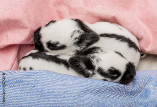 cute rabbits babies © Vera Kuttelvaserova