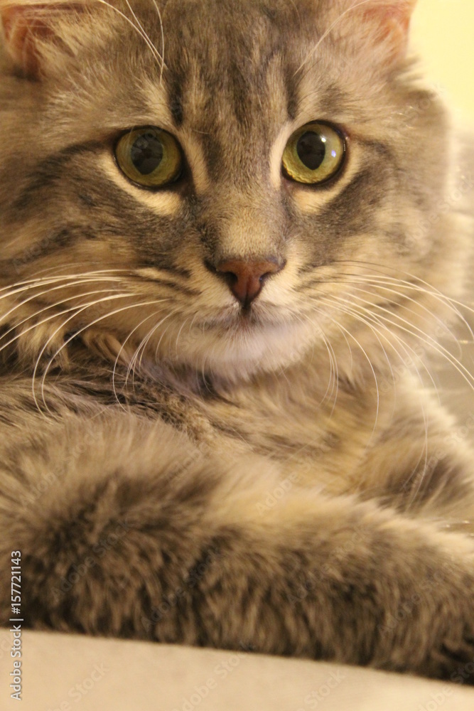 Obraz premium Sweet yellow kitten