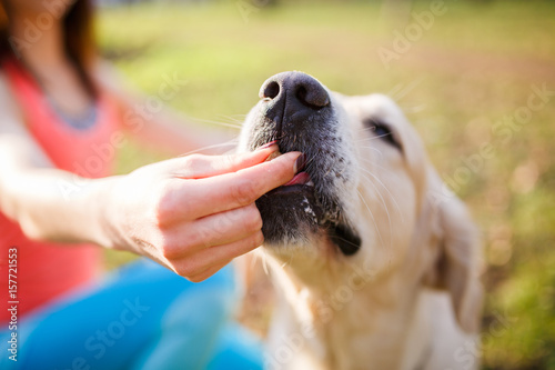Woman giving treat labrador dog