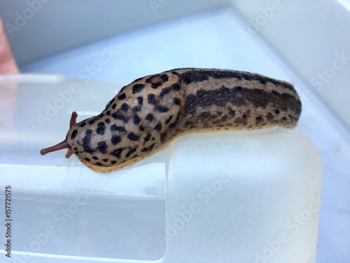 Großer ausgewachsener Tigerschnegel (Limax maximus)