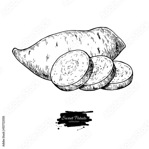 Sweet potato hand drawn vector illustration. Isolated Vegetable engraved style object.