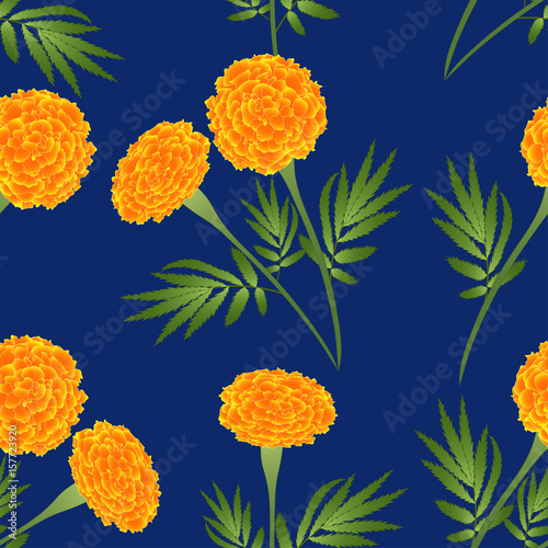 Fototapeta Naklejka Na Ścianę i Meble -  Orange Marigold on Indigo Blue Background. Vector Illustration
