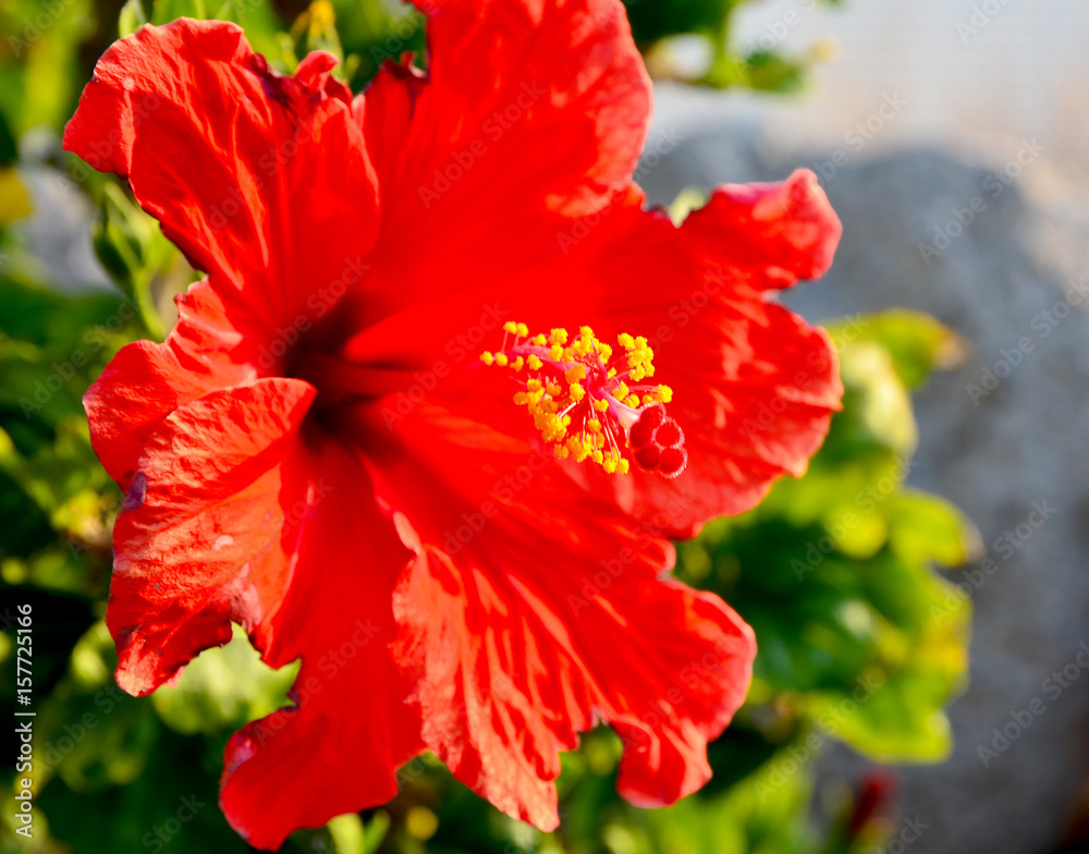 Red hibiscus flowers in tropical garden of Tenerife,Canary Islands,Spain.Floral background.Selective soft focus. Red hibiscus flowers in tropical garden of Tenerife,Canary Islands,Spain.Floral background.Selective soft focus.