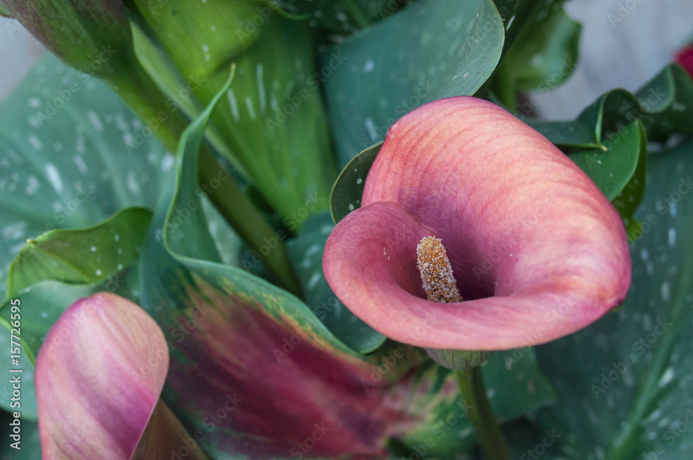 aromes de couleur rose - arum lilies (Zantedeschia aethiopica) Stock Photo  | Adobe Stock