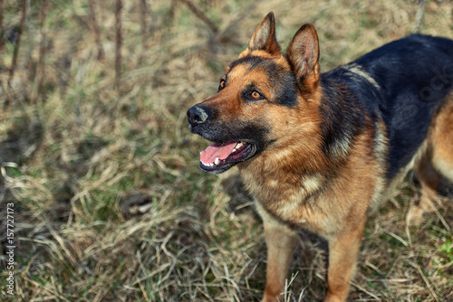 Beautiful Young Brown German Shepherd Dog Close Up