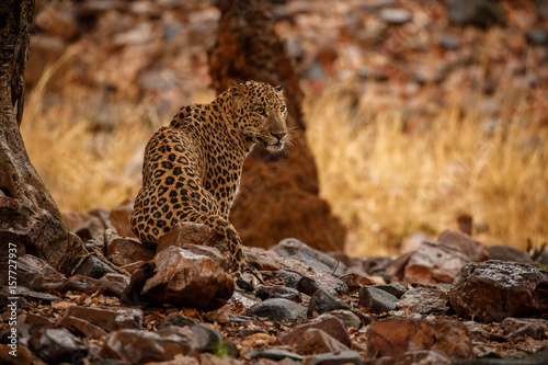 Indian leopard in the nature habitat. Leopard wet in the rain. Wildlife scene with danger animal. Hot summer in Rajasthan, India. Cold rocks with beautiful indian leopard, Panthera pardus fusca photo