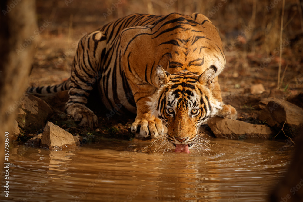 Obraz premium Tygrys w środowisku naturalnym. Tygrysia męska woda pitna. Scena przyrody z niebezpieczeństwem zwierząt. Gorące lato w Radżastanie w Indiach. Susi drzewa z pięknym indyjskim tygrysem, Panthera Tigris