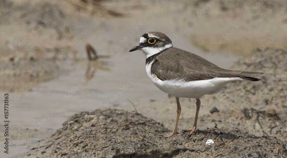 Fototapeta premium Little Ringed Plover / Charadrius dubius