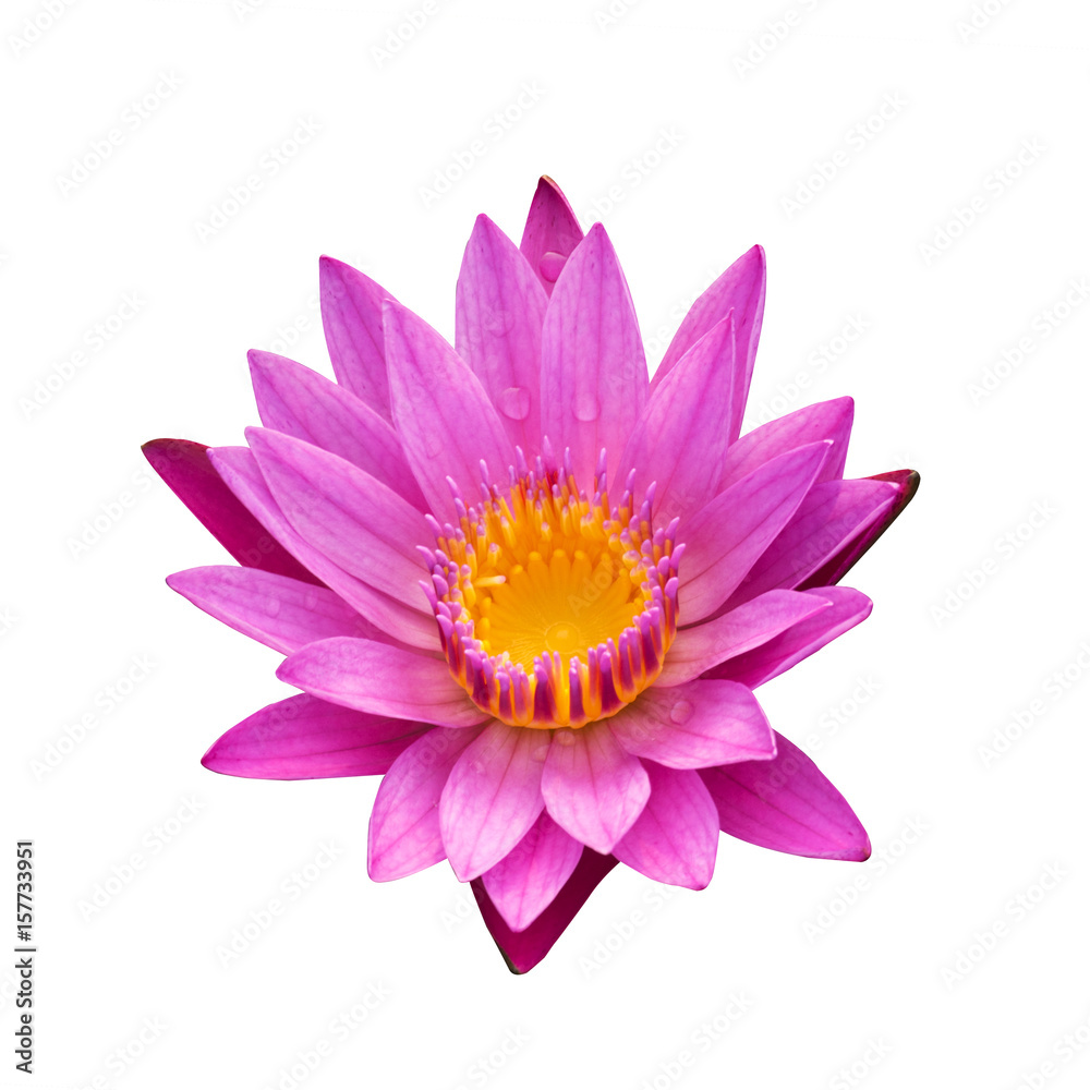 The pink lotus isolated on white background