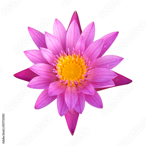 The pink lotus isolated on white background