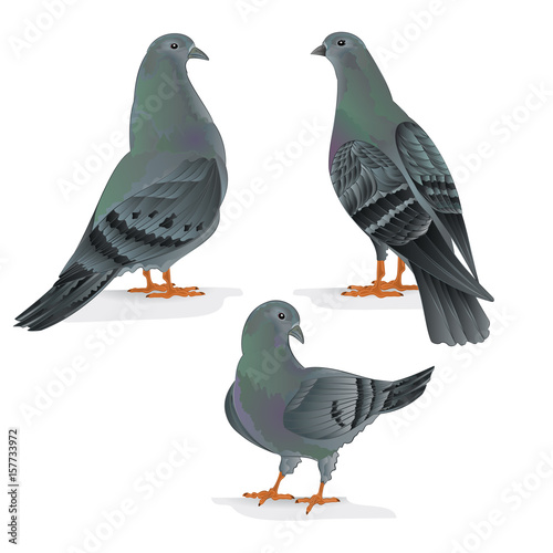 Carriers pigeons domestic breeds sports birds vintage hand draw set one vector  animals illustration for design