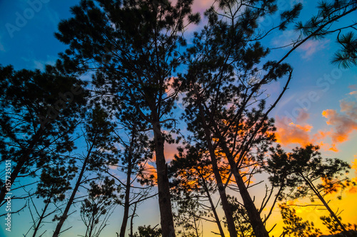 Silhuate tree on the mountain sunset photo