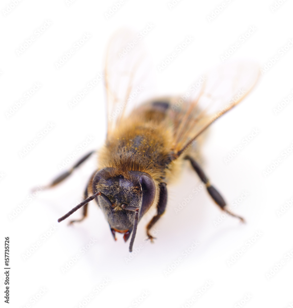 Honeybee on white. Honeybee on white.