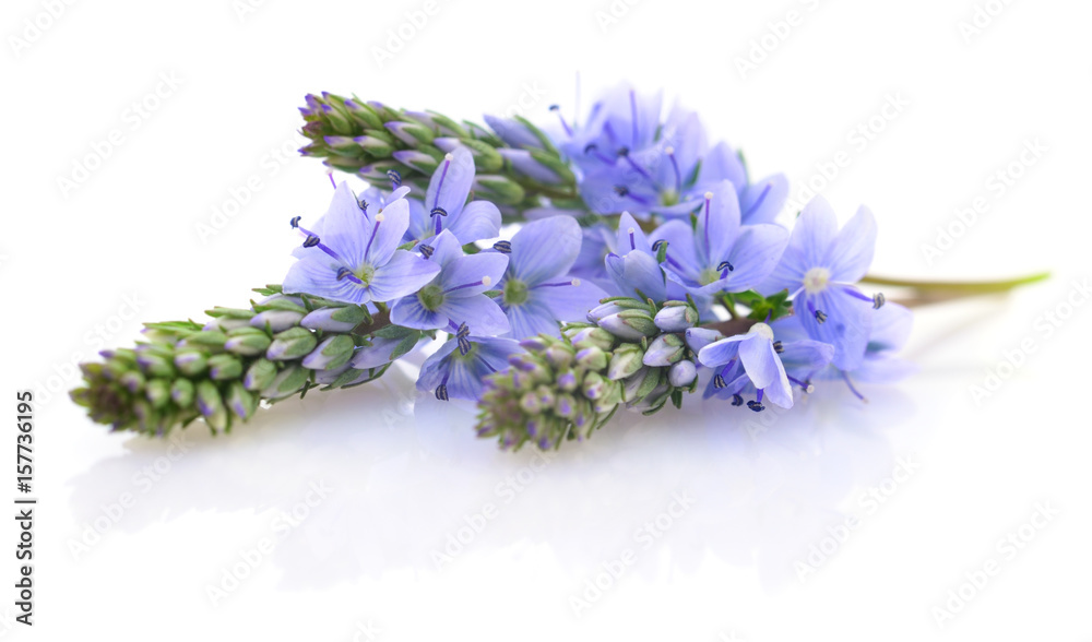 Fototapeta premium blue spring flowers