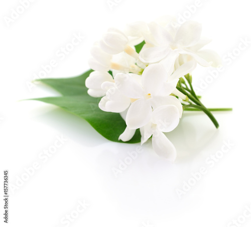 White lilac flower.