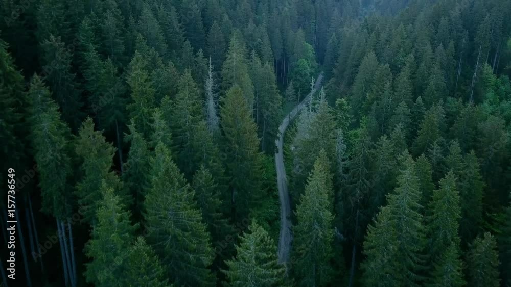 Aerial view over a conifer forest