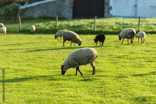 Sheep farm