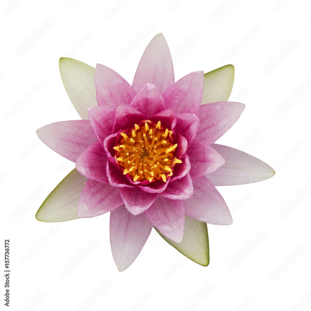 Obraz premium The pink lotus isolated on white background