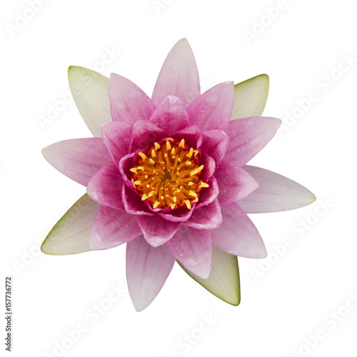 The pink lotus isolated on white background