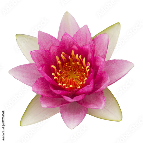 The pink lotus isolated on white background