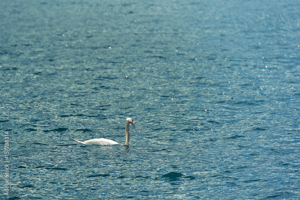 White swan on water,Beautiful swan. Cygnus