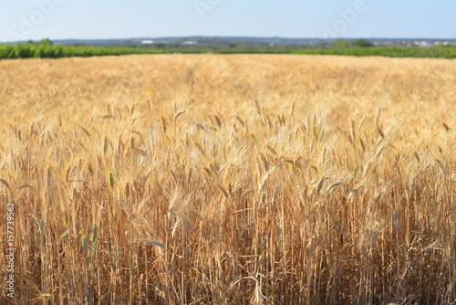 yellow wheat