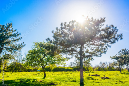 Pine trees on sunny day