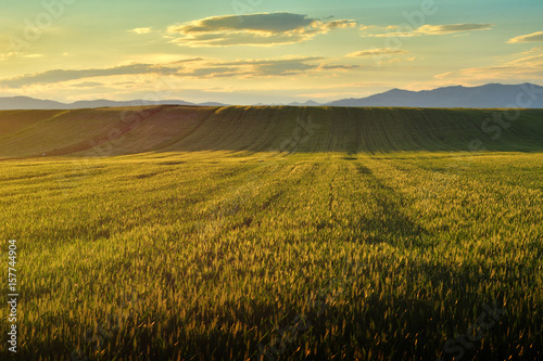 Sunset over the barley field