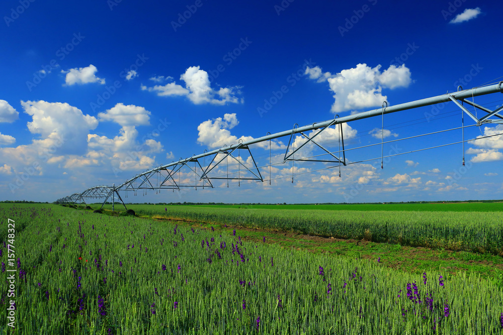 Pivot irrigation in wheat field Pivot irrigation in wheat field