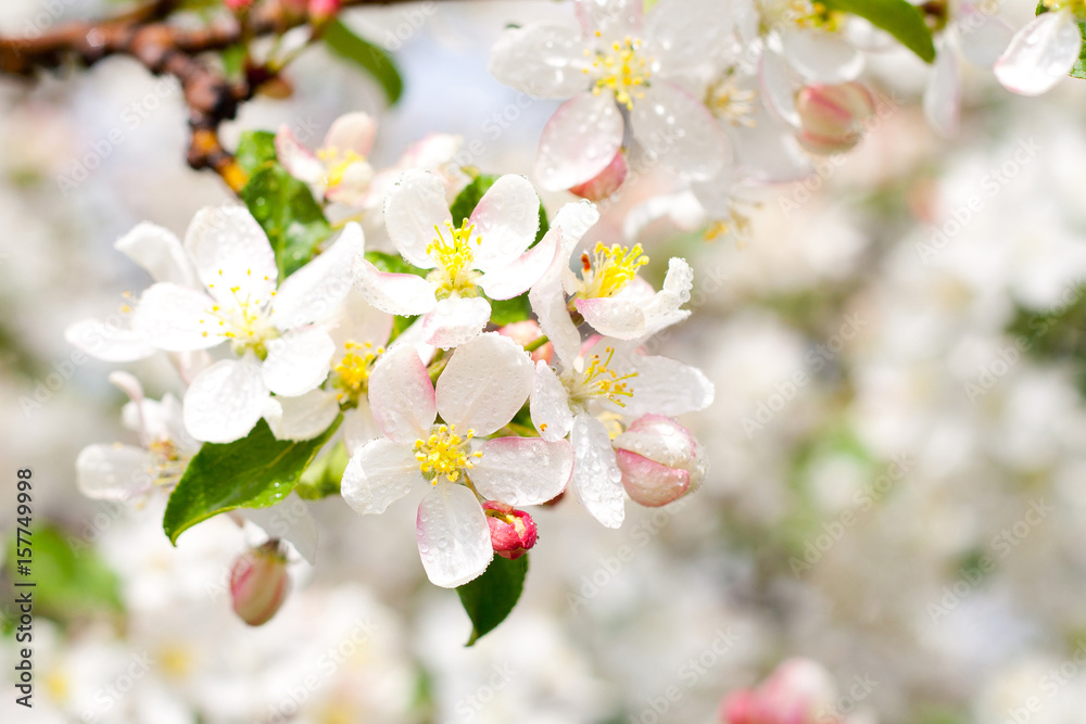 Obraz premium Blossoming apple-tree in the spring against the blue sky