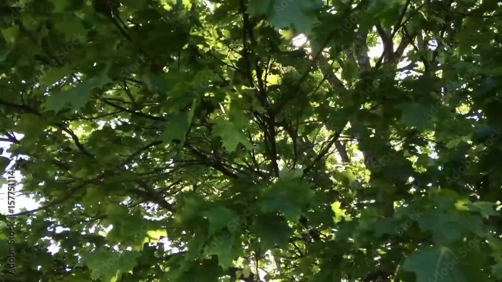 Sunlight through trees