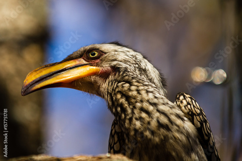 Yellow-billed Hornbill © Charles