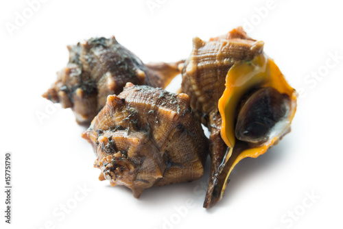 Bocconi di mare freschi, sea snails photo