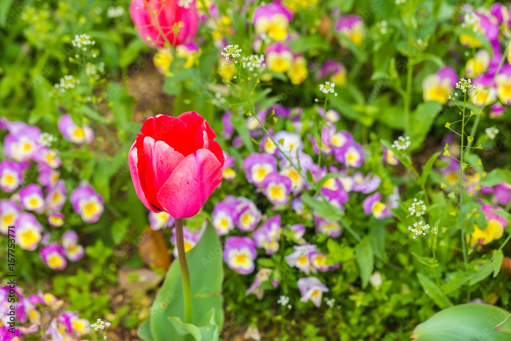 Red tulip in flower garden