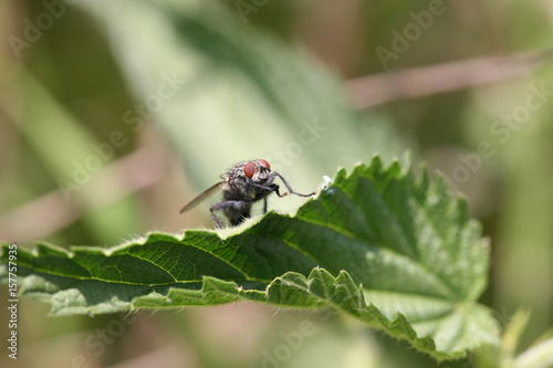 close up fly