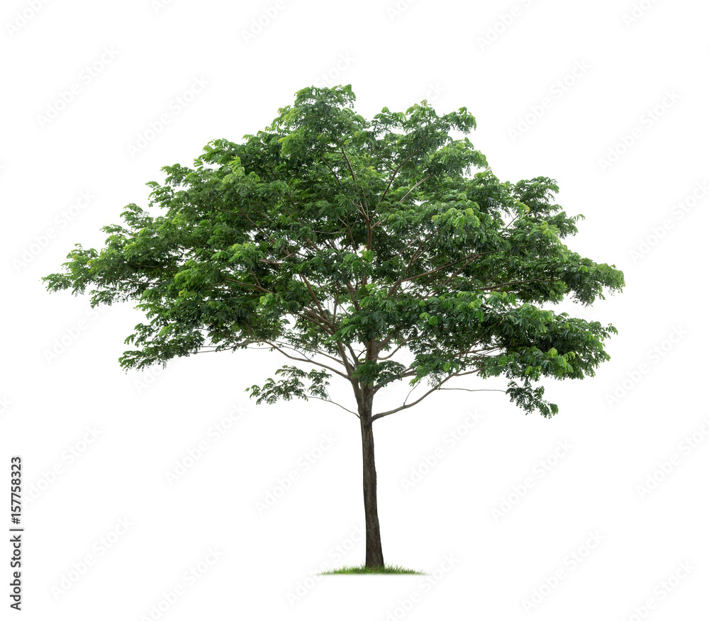 Tree isolated on white background Tree isolated on white background