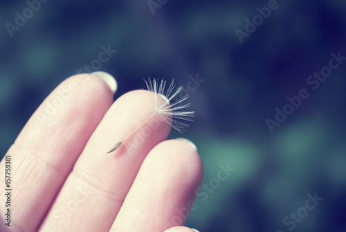 Seed of dandelion in hand