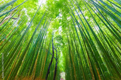 Arashiyama bamboo forest green background in Kyoto