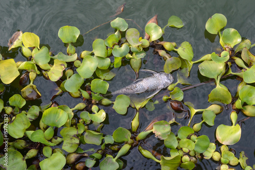 Dead Fish Sucker Fish In The Freshwater Pond Alien Species In Thailand Stock Photo Adobe Stock