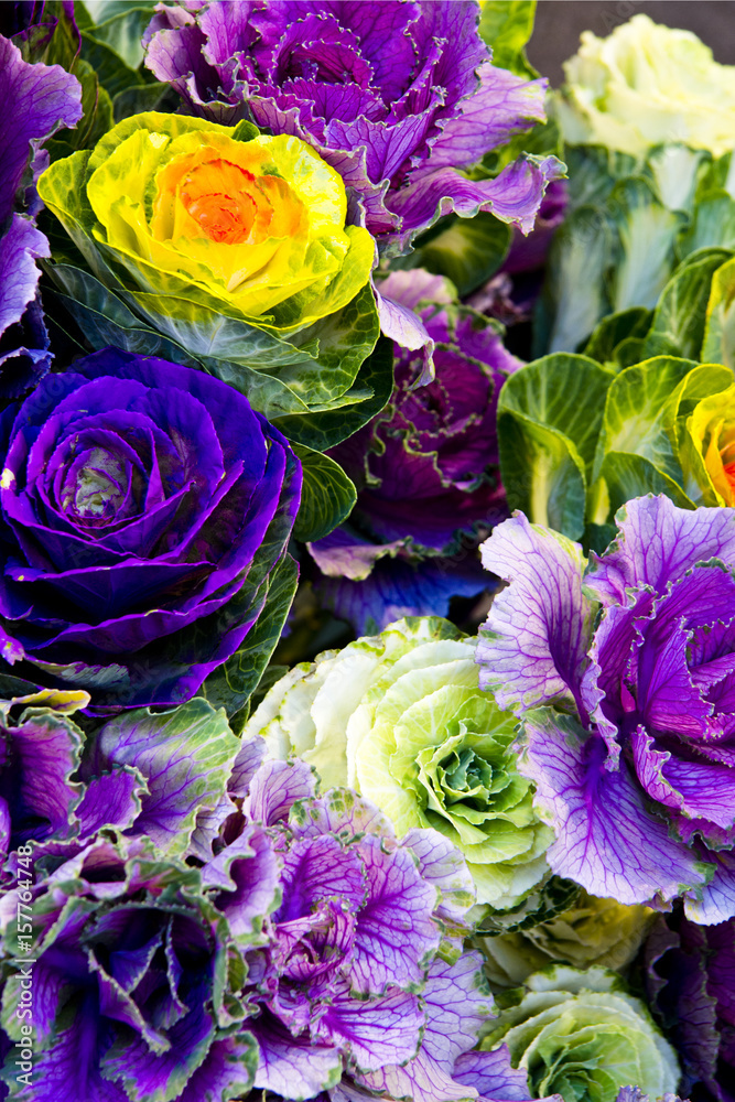 Beautiful set of flower buds Beautiful set of flower buds