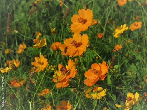 Abelhas e flores.