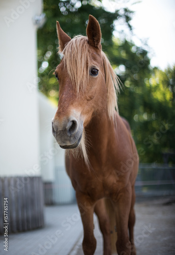 Fototapeta Naklejka Na Ścianę i Meble -  Beautiful red horse portrait 