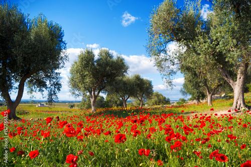 alberi di olivo e fiori colorati