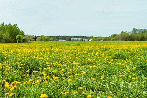 Dandelion field. Spring lush flowering. © Photoillustrator